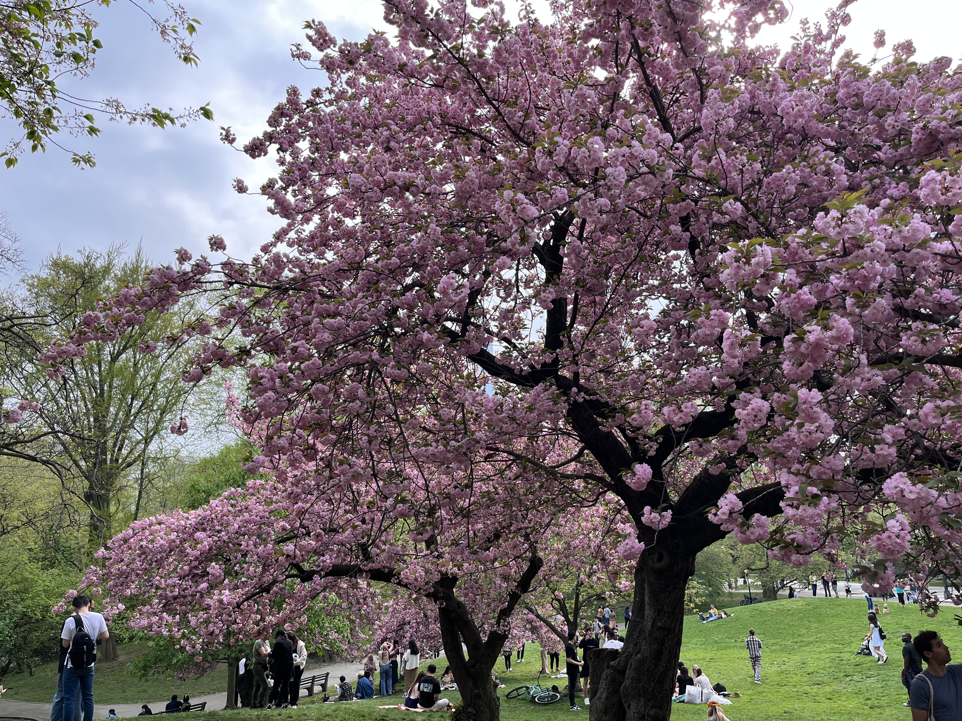 Cherry Blossoms at Central Park, New York